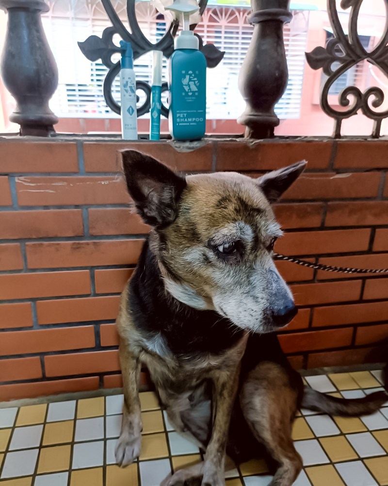 女人知己試用大隊,口碑行銷,部落客行銷,Goodmofamily歸毛家族 寵物肌膚救星組,歸毛家族 寵物肌膚救星,舒敏保濕洗毛乳,護膚噴液,精萃營養霜,博士30年生技專業,給足皮膚營養保護力,無抗生素 無類固醇,神經醯胺,19種綜合胺基酸,榮獲SNQ國家認證,上萬毛爸媽見證,3週幫助皮膚健康,NO.1寵物肌膚口碑霸主,寵物第一護膚領導品牌